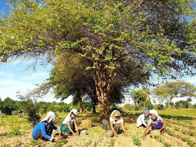 helvetas farmers