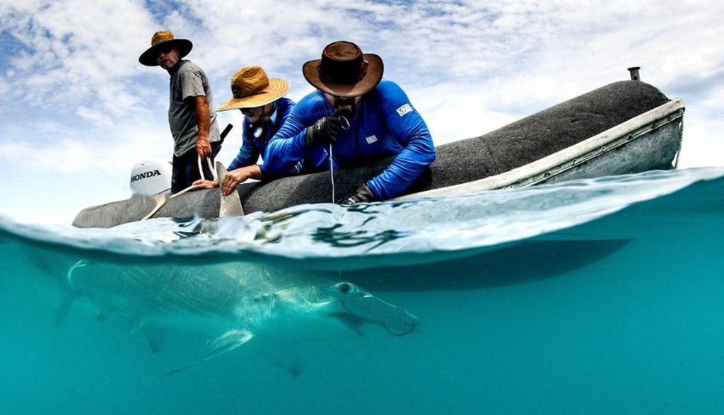 Great barrier reef